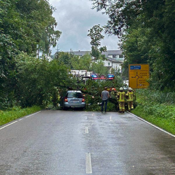 THL Baum auf PKW B471
